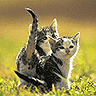Cats & Dogs